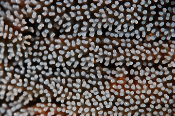 Coral mushroom on a tree