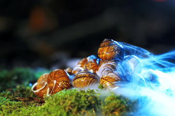Different mushrooms in the clearing
