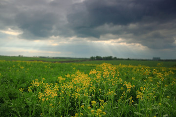 Green flowering meadow Cloudy sky