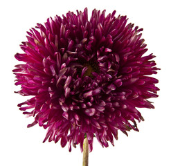 summer flowers isolated on white background close-up