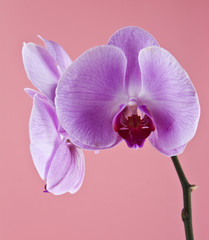 Fototapeta na wymiar orchid flowers on a pink background closeup