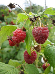 Image of juicy raspberry close up in the garden.
