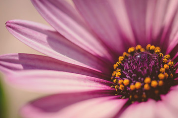 Close up shot of water drop in the middle of a pink daisy in the garden with natural light