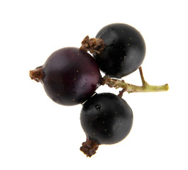 black currant isolated on white background closeup