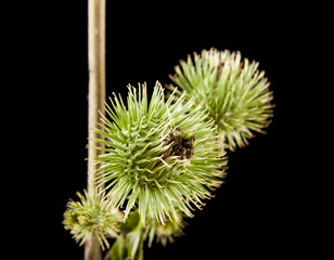 Milk thistle on a black background closeup