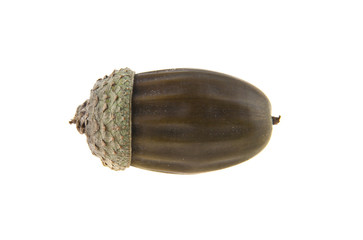 acorns isolated on white background closeup