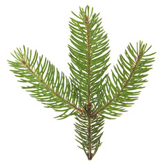 branch of Christmas tree isolated on white background close up