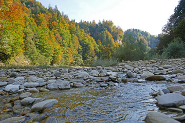 herbstwald an der sense, bern, schweiz 