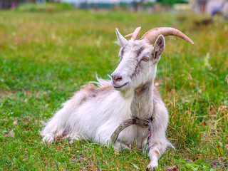 Obraz premium a goat grazes on a meadow
