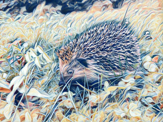Illustration of Hedgehog.