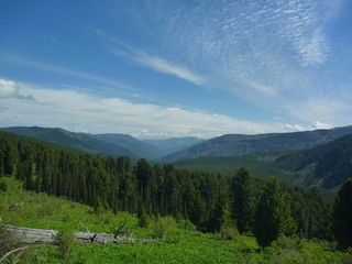 Hillside with pine forest and view on a green mountain valley.