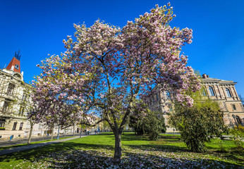 Urban magnolia