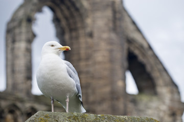 seagull in the ruins of St Andrews Cathedral, Scotland