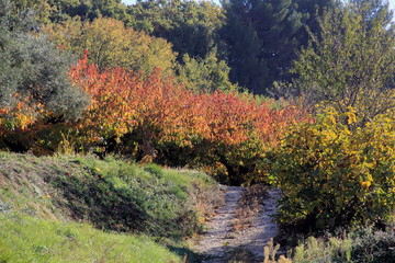 campagne à l'automne
