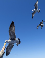 flight of food gratuities