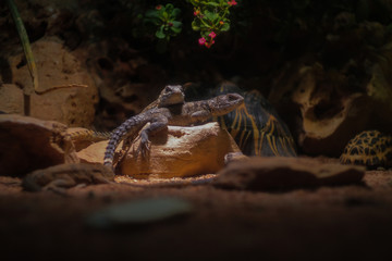 Couple of lizzards lying under sunlight.