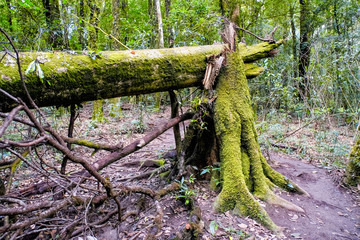 Forest nature trail to see the natural beauty of the forest