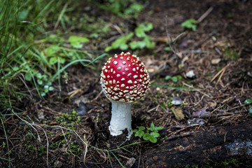 head of red toad with white dots in autumn in the woods