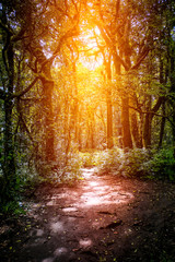 Obraz premium Forest nature trail to see the natural beauty of the forest