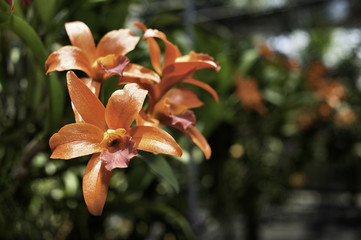 Orchid Flower Close Up