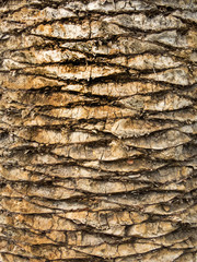 texture of an old palm tree
