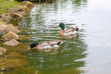 Two mallard ducks floating on a pond at summer time.