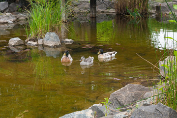 Two Male Mallard Ducks and Female Mallard Duck floating on a pond at summer time.