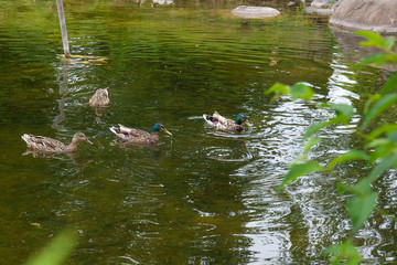Group of mallard ducks floating on a pond at summer time.