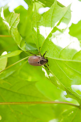 European beetle pest - common cockchafer (melolontha) also known as a May bug or Doodlebug eating maple green leaves..