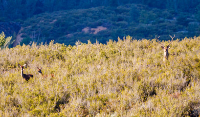 Obraz premium Ciervos durante la berrea. Cervus elaphus. Sierra de la Cabrera, León, España. 