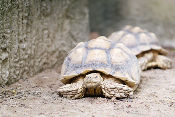 Close up of AFRICAN SPURRED TORTOISE (Geochelone sulcata) tortoises,Land turtle,Sulcata