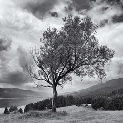 square black and white landscape with alone strange tree on the hill over the hign mountain lake