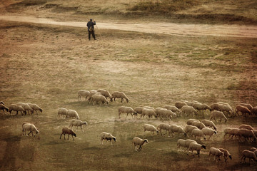 A flock of sheep on beautiful mountain with vintage tone style.