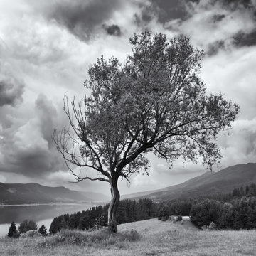 Fototapeta square black and white landscape with alone strange tree on the hill over the hign mountain lake