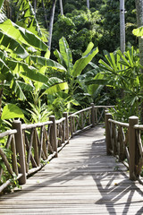 Tropical Path