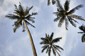 Fototapeta na wymiar Coconut Palm Trees