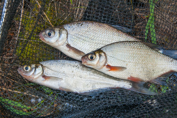 Several freshwater fish: white bream or silver fish, white-eye bream and zope or the blue bream on black fishing net..