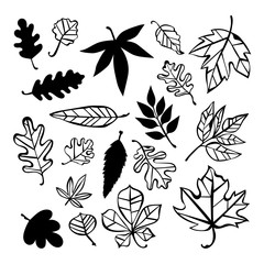 Autumn leaves. Isolated vector objects on white background.