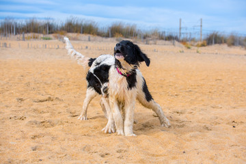 landseer water work rescue dog