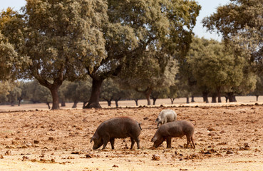 Iberian pigs grazing among the oaks