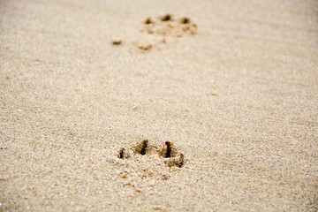 Footprints of dog's paw in the sand