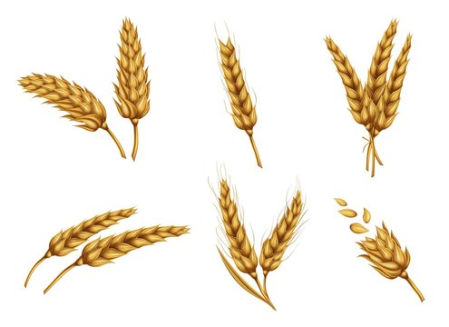 Set of dried wheat ears, bunch of ripe cereals, peeled whole grain realistic vector illustration isolated on white background. Gold wheat collection for bakery, agricultural, farming ad design element