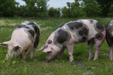 Pigs are together on summer pasture