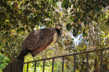 Free peacock at zoo in Rome, blurred forest on background.