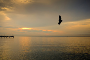 Fototapeta na wymiar ilhouette eagle flying with freedom and pride over the sea