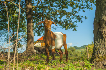 Fototapeta na wymiar young white and brown goat standing on meadow