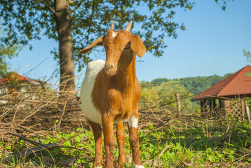 beautiful beown and white baby goat