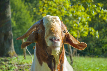 brown and white male goat staring closeup