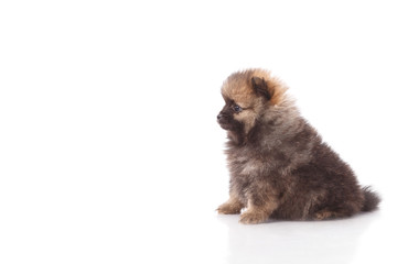 Spitz puppies. Pomeranian puppy dog on white background. Spitz dog on white background. Very small breed dog puppies.