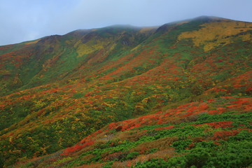 Fototapeta premium 紅葉の栗駒山